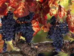Galates:  Le fruit de l’esprit