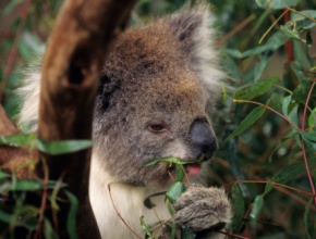 aa_d_18_koala