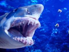 La peur, les requins et la vie